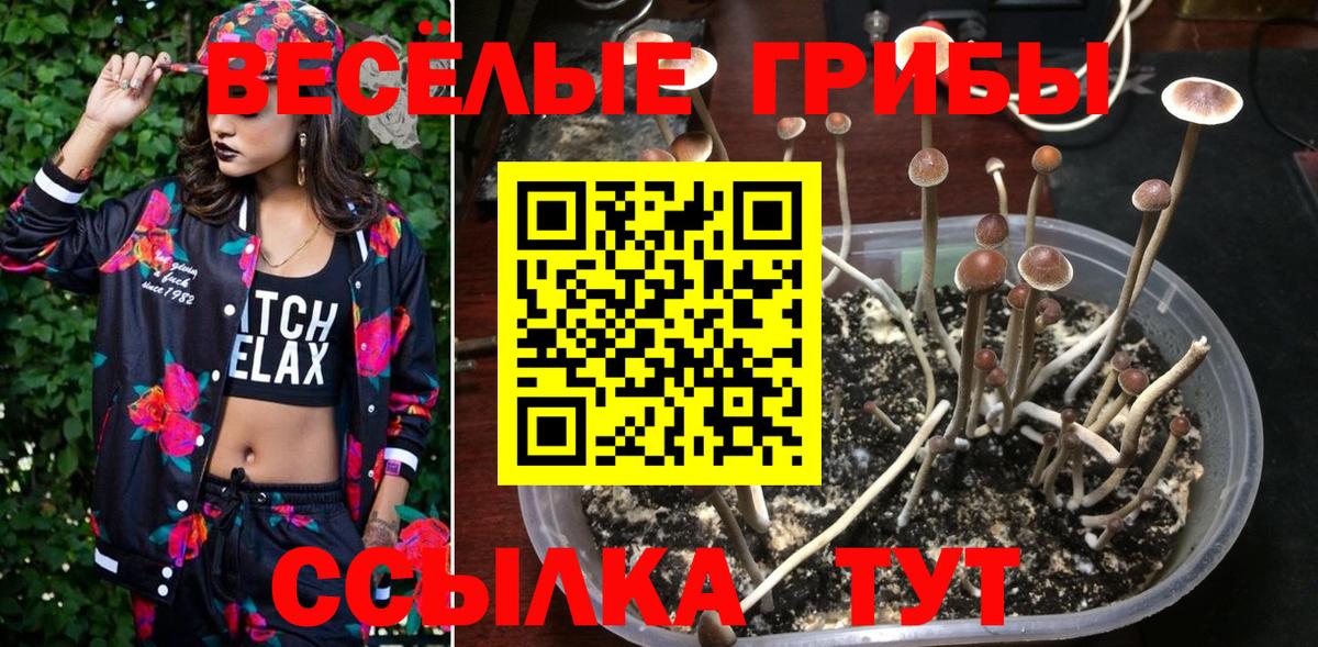 Псилоцибиновые грибы Psilocybine cubensis  Набережные Челны 
